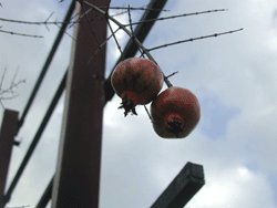 c0181062_11185832.gif