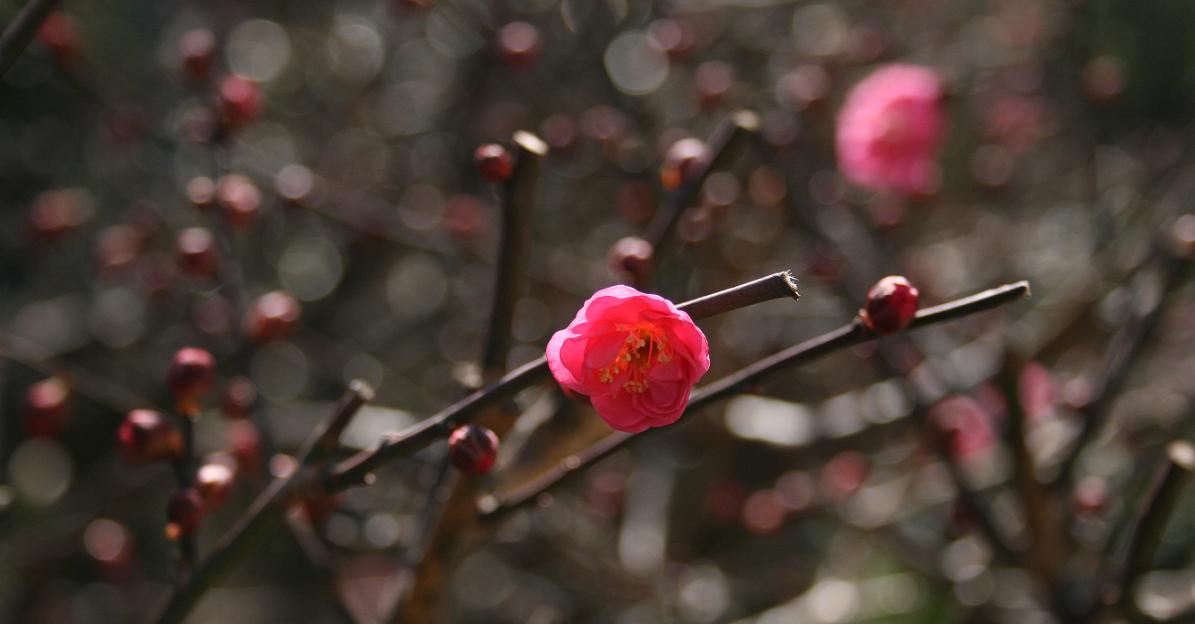 紅梅 祝0111_a0107574_6453590.jpg