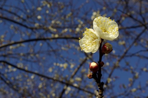 東村山中央公園_f0054075_16405496.jpg