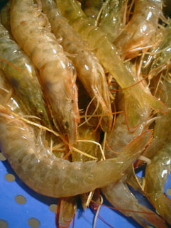 さいまき海老 グンジ家の食卓