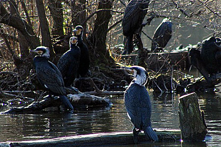 石神井公園でたくさんの野鳥に会いました。_f0030085_18275241.jpg