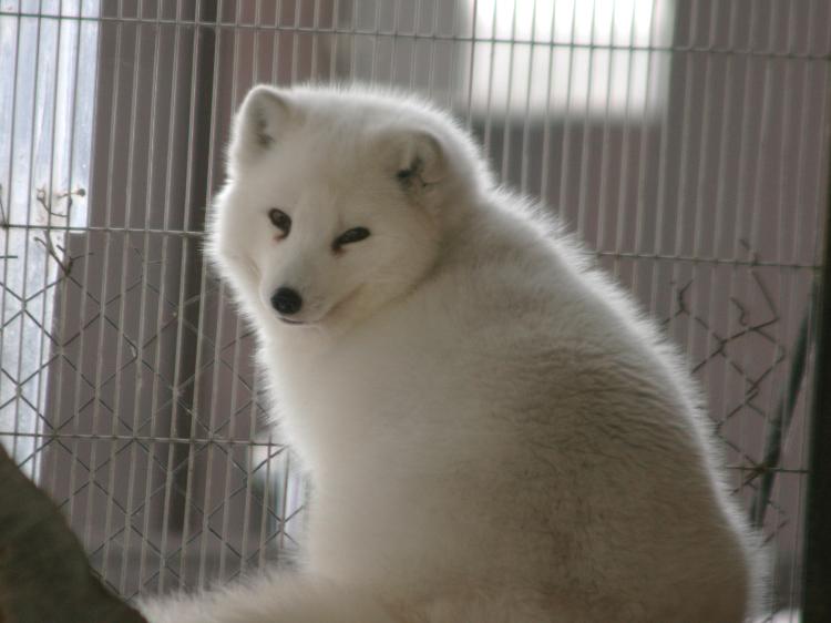 白い毛玉 気まぐれｚｏｏ
