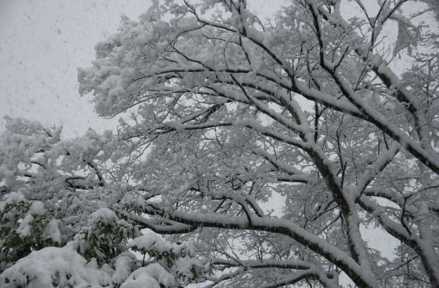 雪の北野神社_f0192307_9372999.jpg