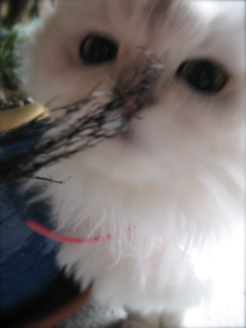 c0120817_21101661.jpg