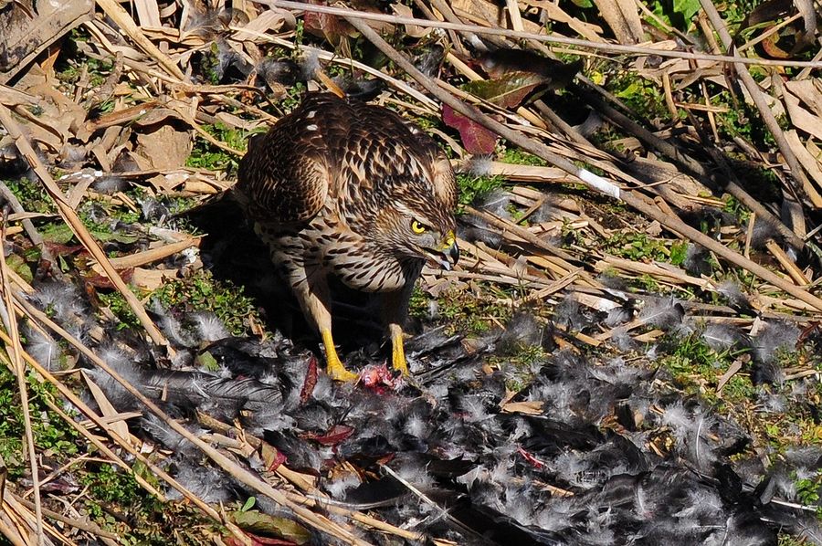 激写 オオタカがカラスを食う 私のデジタル写真眼