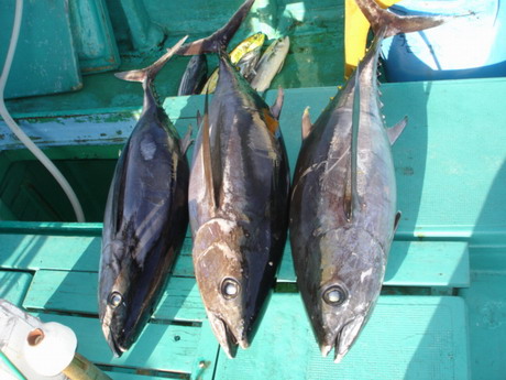 トンボ、大判カツオ、カツオ、アワヨクバ　マカジキ大マグロのルアーは！！【カジキ マグロ トローリング】_f0009039_0312280.jpg