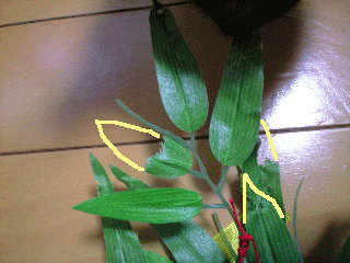 f0116546_1102275.gif