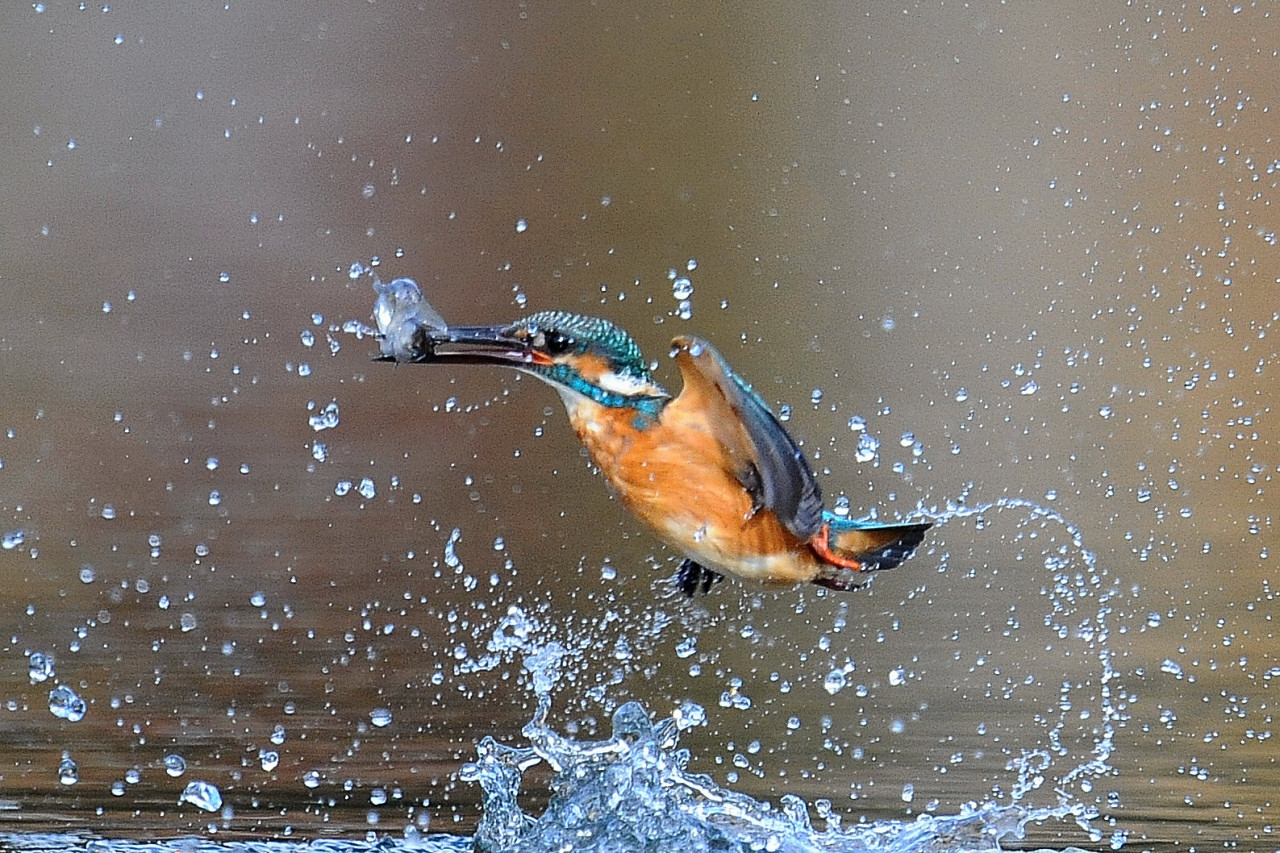 カワセミの飛び込み　リベンジ_f0055257_17274465.jpg