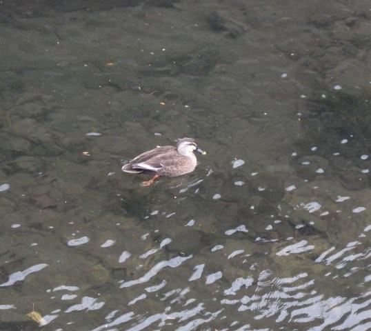 Duck in the river_c0157558_17455494.jpg