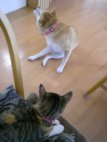 2009年1月12日(月)成人の日には・・・・・_f0060461_13582391.jpg