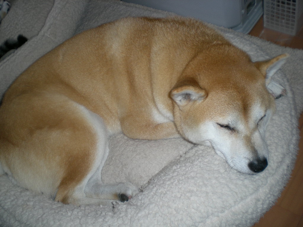 2009年1月12日(月)成人の日には・・・・・_f0060461_1410262.jpg