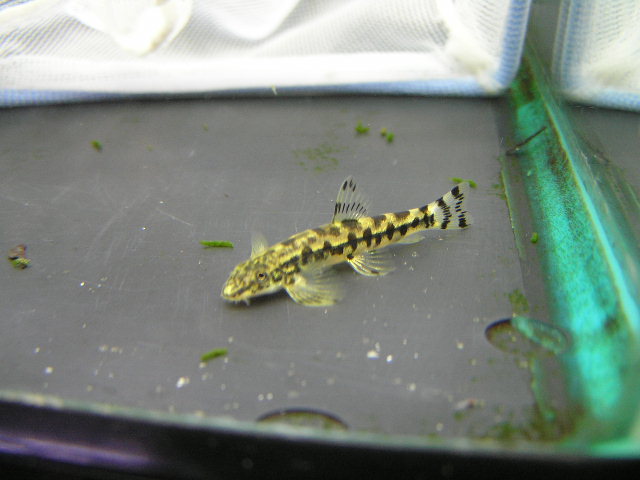 台湾産淡水魚入荷 リミックス名東店熱帯魚