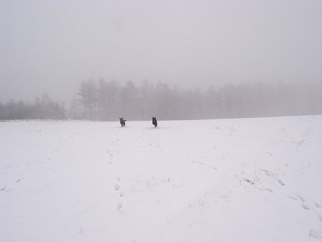 a0093592_2005286.jpg