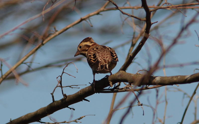 ２００９年１月１２日　狭山丘陵便り　野鳥、コムラサキ _c0048196_17355531.jpg