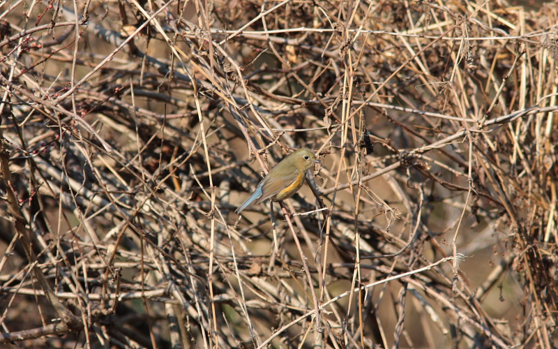 ２００９年１月１２日　狭山丘陵便り　野鳥、コムラサキ _c0048196_17421911.jpg