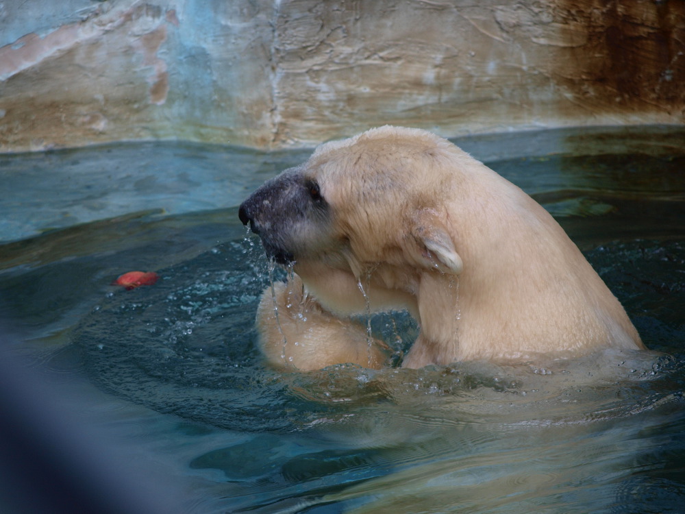 早春の上野動物園　2_c0169199_13315498.jpg