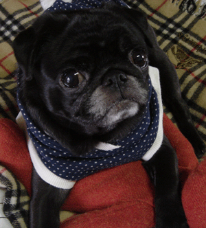 a0074110_1202976.gif