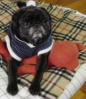 a0074110_1234845.gif