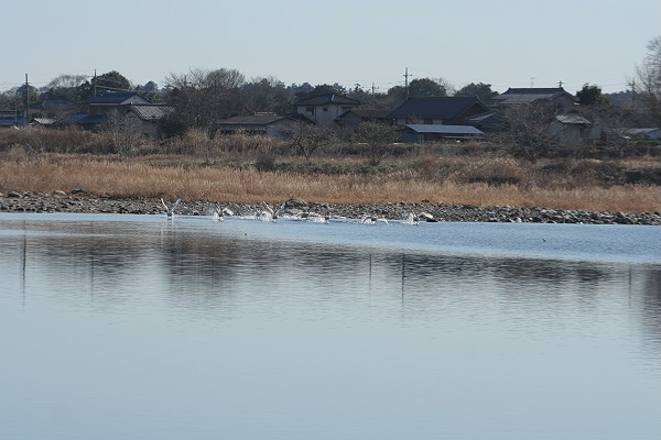 今年初撮りの白鳥です。_d0026817_23584990.jpg