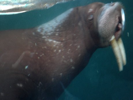 いわきの水族館_f0010330_0352414.jpg