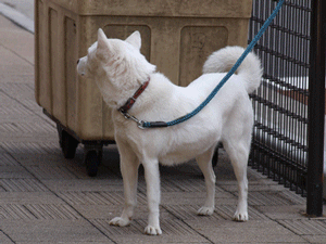 b0142435_1225741.gif