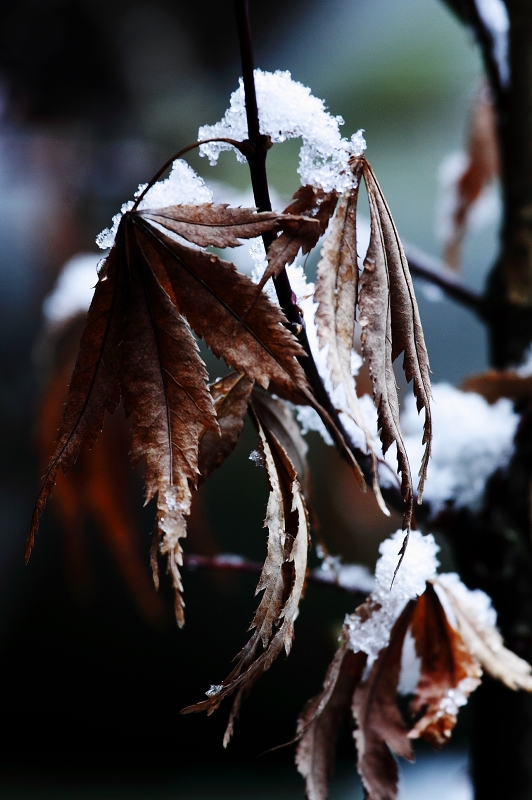 雪化粧3_d0152341_1332334.jpg