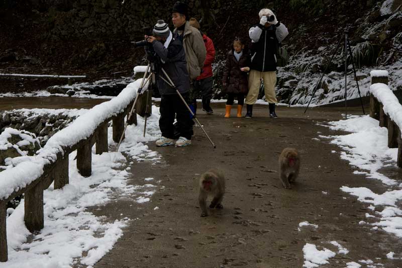 神庭の滝のお猿さん_a0034259_12172831.jpg