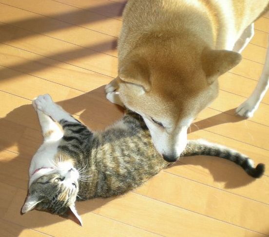 2009年1月13日(火)心癒すもの!_f0060461_14383470.jpg