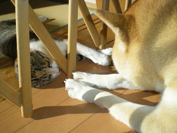 2009年1月13日(火)心癒すもの!_f0060461_14424435.jpg