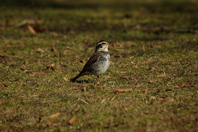 冬の公園_e0117266_13115984.jpg