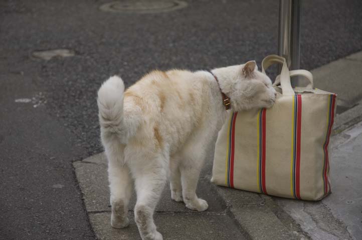 初めましてのクリームねこ_c0152472_7505328.jpg