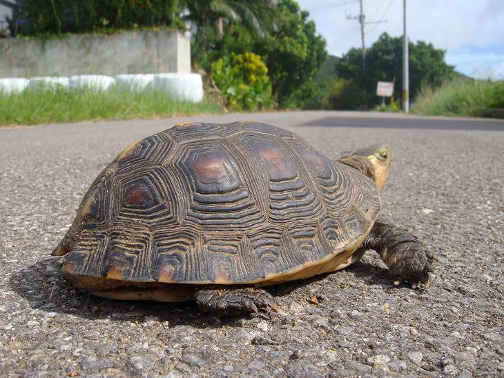 石垣島のヤエヤマセマルハコガメ☆ : 甲羅ぼし☆