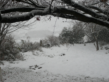 Snow ! - 雪! -_f0186787_15401916.jpg