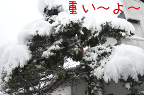 e0053491_11201763.gif