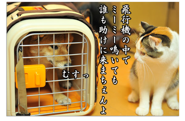 飛行機に乗る猫  ややちゃん_b0141397_12532199.jpg