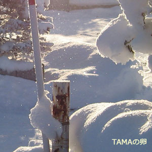 c0024729_22143715.jpg