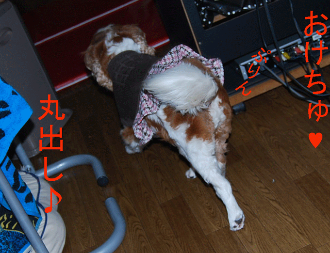 c0136838_1128927.gif