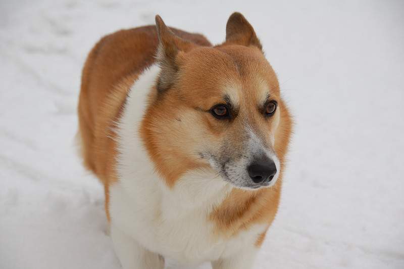 　雪の上でおすわりした後は_c0150545_1265377.jpg