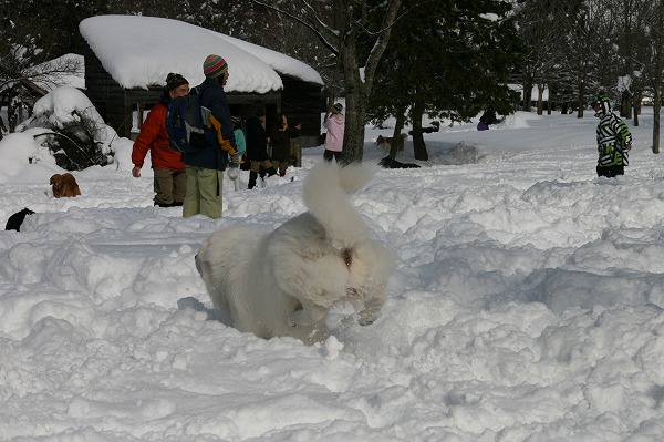 吹雪いてたんだよね＾＾；_a0109450_22371791.jpg