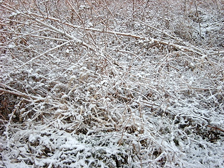 1月14日 寒〜い朝には・・・_a0001354_21223221.jpg
