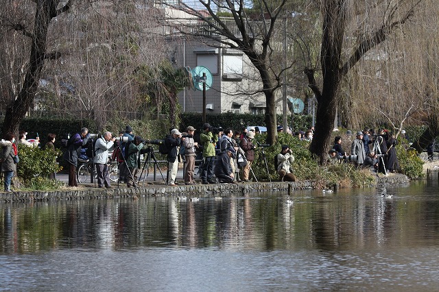 ★石神井公園のオオハクチョウ・・・_e0046474_14273342.jpg