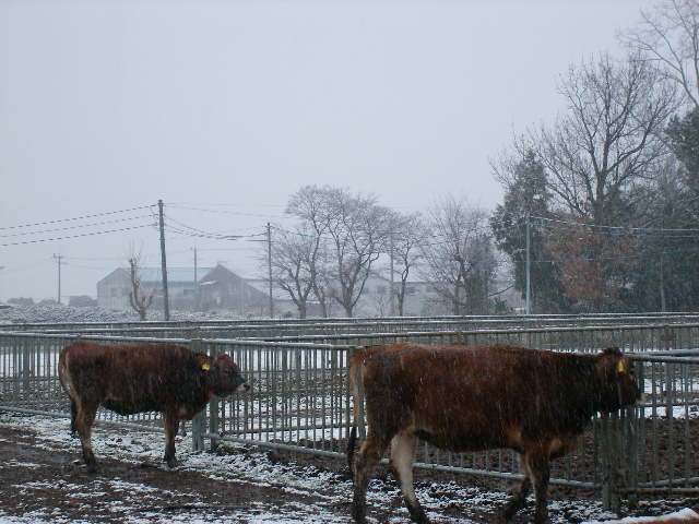 ３連休　１日目：共進牧場（兵庫県小野市）_f0118879_2058164.jpg