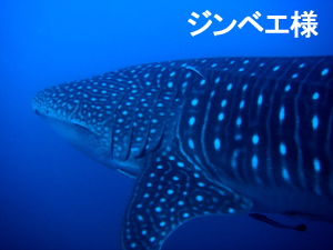 2日遅れですが、ジンベエ速報☆_f0144385_1484164.jpg