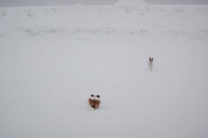 花園＋大雪。_f0136815_21184015.jpg