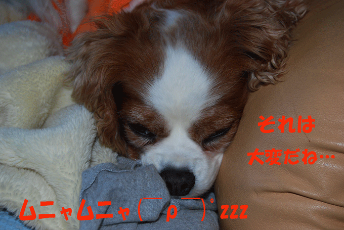 c0136838_1553148.gif