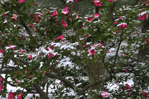 兼六園、09.1(Ⅶ)_c0093046_20362121.gif