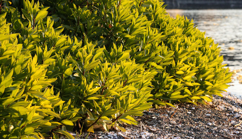 ハマジンチョウ Myoporum bontioides の花の模様_f0165160_6210100.jpg