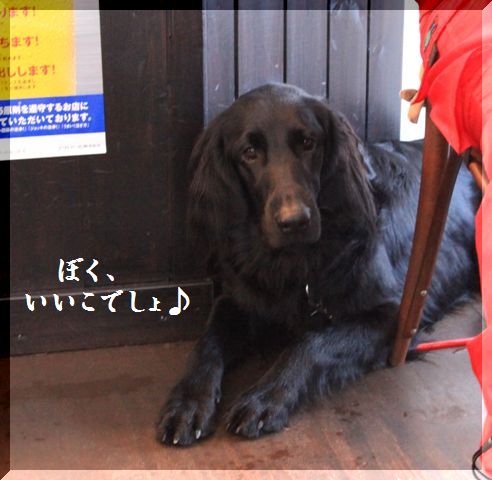 2009　夢のようなフラット多頭飼い　Ｃａｆｅ･お宿の巻_c0134862_15566.jpg