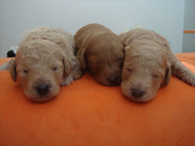 2009.1.15 仔犬たち_a0083571_17205511.jpg