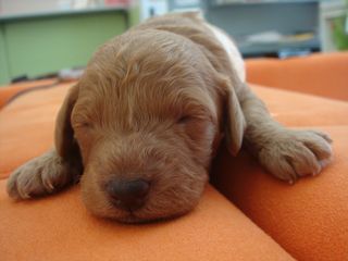 2009.1.15 仔犬たち_a0083571_17213290.jpg